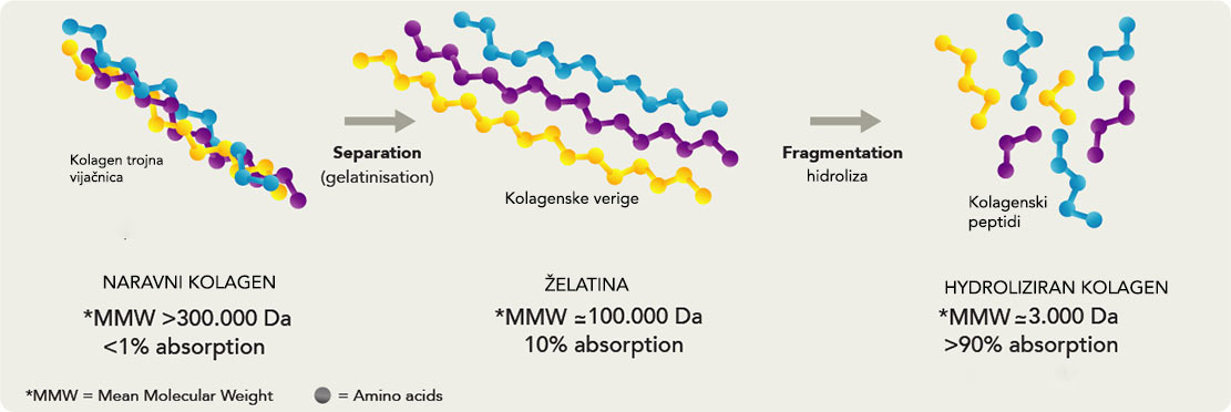 hidroliza-kolagena